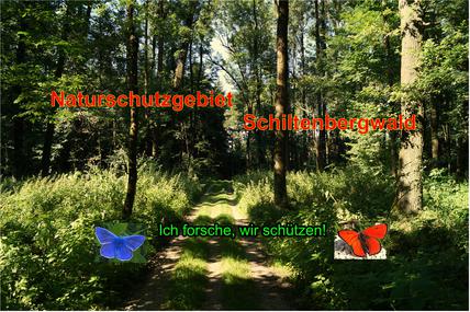 Bild der Petition: Schiltenberger Wald soll Naturschutzgebiet werden