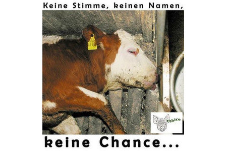 Slika peticije:Schlachttiertransporte mit lebenden Tieren in der EU verbieten