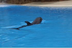 Bild der Petition: Wir fordern die Schließung der letzten zwei Delfinarien in Deutschland!