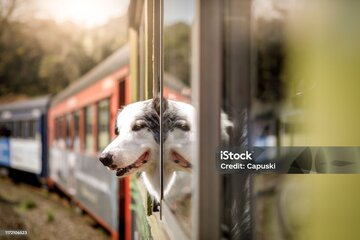 Peticijos vaizdas Schluss mit dem Hunde-Ticket – kostenlose Mitnahme bundesweit!