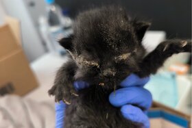 Bild der Petition: Schluss mit dem Katzenleid