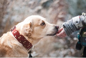 Bild på petitionen:Schluss mit der Hundesteuer