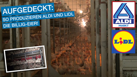 Bild der Petition Schluss mit Dumpingpreise für Eier!!! Existenzsicherung der Landwirte/Angemessene Tierhaltung