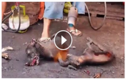 Малюнок петиції:Schluss mit qualvollen Tiertötungsvideos bei Facebook
