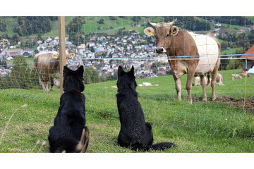 Image de la pétition Schluss mit rechtswidrigen Beschlagnahmungen von Hunden und zerstören von Existenzen