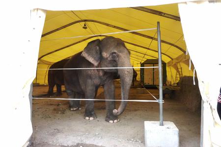 Bild på petitionen:Schluss mit Wildtieren im Zirkus in Halle/Westf.