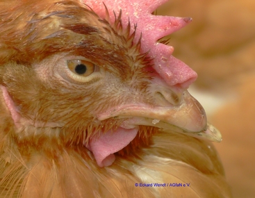 Bild der Petition: Schnabelkürzen bei Hühnern in Deutschland endlich beenden!