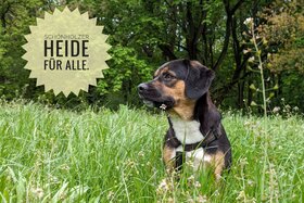 Afbeelding van de petitie: Schönholzer Heide für alle.