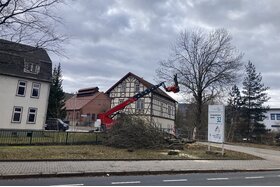 Peticijos nuotrauka:Schützen Sie unsere Bäume in der Kernstadt und den Ortsteilen von Ilmenau!