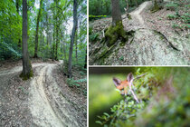Schützt das Landschaftsschutzgebiet am Venusberghang vor den Downhillern/Mountainbikern!