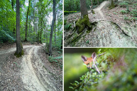Foto della petizione:Schützt das Landschaftsschutzgebiet am Venusberghang vor den Downhillern/Mountainbikern!