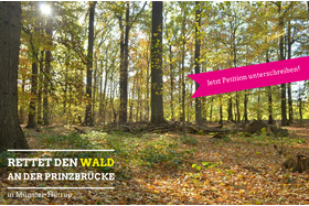 Bild der Petition: Rettet den Wald an der Prinzbrücke in Münster!