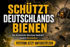 Bild der Petition: Schützt Deutschlands Bienen  Asiatische Hornisse stoppen, Nester melden und fachgerecht entfernen