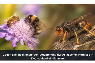 Bild der Petition Gegen das Insektensterben: Ausbreitung der Asiatischen Hornisse in Deutschland eindämmen!