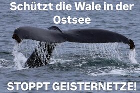 Bild der Petition: Schützt Wale in der Ostsee Geisternetze konsequent entfernen