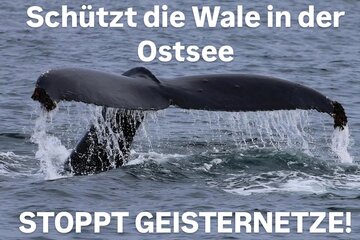 Obrázok petície Schützt Wale in der Ostsee Geisternetze konsequent entfernen