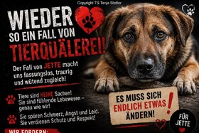 Bild der Petition: Schutz aller Tiere vor Tierquälerei