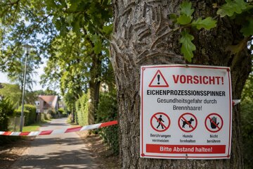 Bild der Petition Schutz vor dem Eichenprozessionsspinner in Schwülper & Papenteich – Präventionskonzept 2027