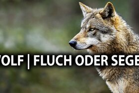 Picture of the petition:Schutzstatus Wolf erhalten