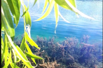 Bild der Petition Schwimmen im Naherholungsgebiet Fühlinger See in Köln