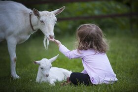 Bild der Petition: Seebensteiner Ziegen sollen bleiben