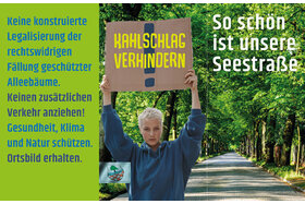 Bild der Petition: Seestraße Zeuthen: Unsere Allee - Passé? Nee!