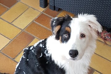 Bild der Petition Senkung der Hundesteuer in Dorsten