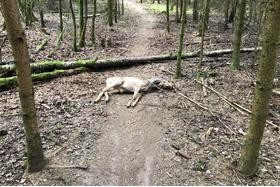 Peticijos nuotrauka:Sichere Trails auf dem Hoxberg