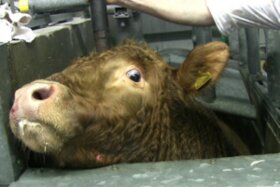 Bild der Petition: Sicherstellung dass allen Tieren VOR der Schlachtung eine Vollbetäubung gewährt wird.