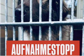 Bild der Petition: Sicherung der gesetzlichen Fundtier­versorgung und Erhalt des Bertha-Bruch-Tierheims ab 2026