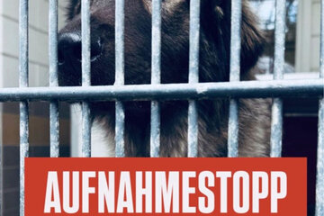 Image de la pétition Sicherung der gesetzlichen Fundtier­versorgung und Erhalt des Bertha-Bruch-Tierheims ab 2026