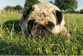 Bild der Petition: Sofortige Aufhebung des Zuchtverbotes der Mopszucht "Happy Pug"