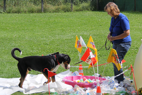 Slika peticije:Sofortige Wiedereröffnung der Hundeschulen Die Im Freien Arbeiten