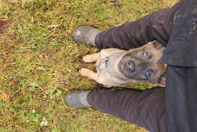 Bild der Petition: Sofortige Wiedereröffnung von Hundeschulen die im Freien arbeiten