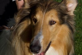 Pilt petitsioonist:Sofortige Wiedereröffnung von Hundesportvereinen die im Freien trainieren