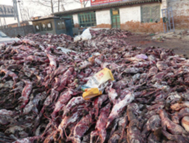 Foto e peticionit:Sofortiger Einfuhrstop für alle chinesischen Felle und indischen Leder!