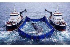 Bild der Petition: „Sofortiger Rettungsversuch für Wal Timmy“