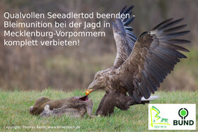 Picture of the petition:Sofortiges Verbot bleihaltiger Munition bei der Jagd in Mecklenburg-Vorpommern!