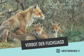 Bild der Petition: Soll die Fuchsjagd in Deutschland verboten werden?