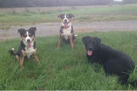 Bild der Petition: Späterer Start der Leinenpflicht für Hunde im Rodgau