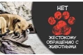 Foto e peticionit:Спасти бездомных собак от отлова , жестокого обращения и умершвления ОРЕНБУРГ!!!