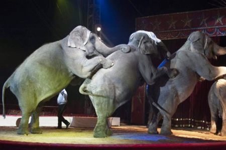 Foto della petizione:Stadt Frankfurt: Vermieten Sie keine städtischen Flächen an Zirkusbetriebe, die Wildtiere mitführen!