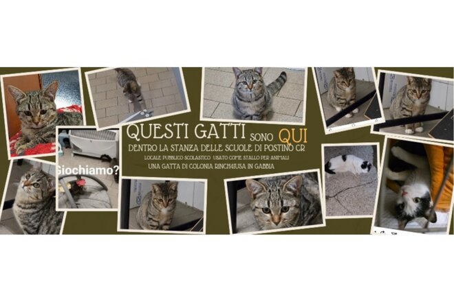 Image de la pétition Stanza delle ex scuole di Postino usata come stallo per gatti randagi