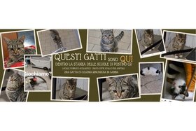 Image of the petition: Stanza delle ex scuole di Postino usata come stallo per gatti randagi