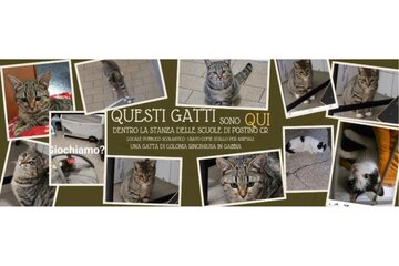 Immagine della petizione Stanza delle ex scuole di Postino usata come stallo per gatti randagi