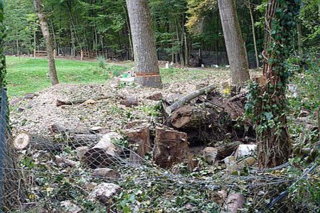 Изображение петиции:Stein soll eine Stadt im Grünen bleiben - Ja zum Schutz unserer Bäume