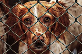 Bild der Petition: Steuerbefreiung für Tierheimhunde