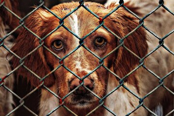 Bild der Petition Steuerbefreiung für Tierheimhunde