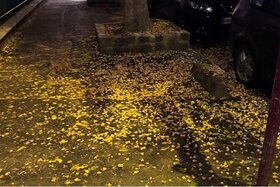Image de la pétition : Stop aux mauvaises odeurs des fruits de ginkgos à Bagneux : exigeons un nettoyage régulier !