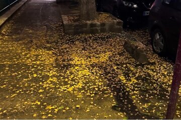 Image of the petition Stop aux mauvaises odeurs des fruits de ginkgos à Bagneux : exigeons un nettoyage régulier !